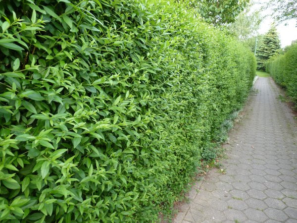 Hecken aus Ligustrum (Liguster)