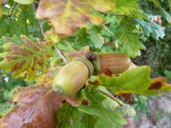 Quercus (Eiche)