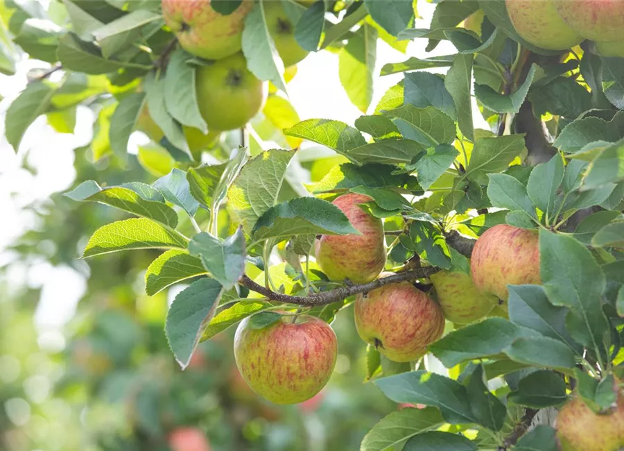 Obst-Reneklode