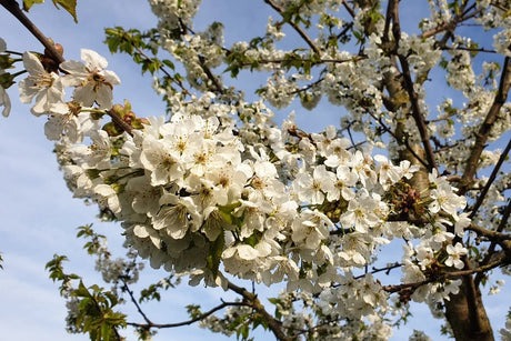 Kirschblüte