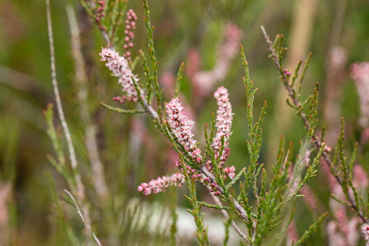 Tamarix parviflora mit Blüte, erhältlich von 40-60 bis 100-150 cm; Einsatz: ;;ab 4,00 Euro
