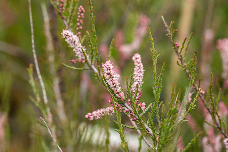 Tamarix parviflora mit Blüte, erhältlich von 40-60 bis 100-150 cm; Einsatz: ;;ab 4,00 Euro