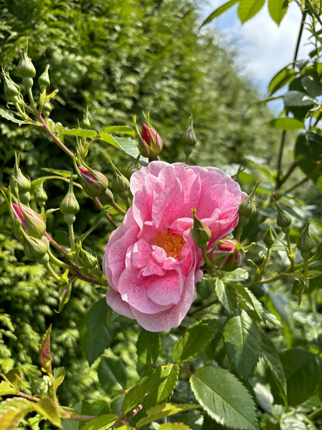 Rosa 'Camelot' KL mit Blüte; Einsatz: Fassadenbegrünungwinterhart;;günstig mit Qualität