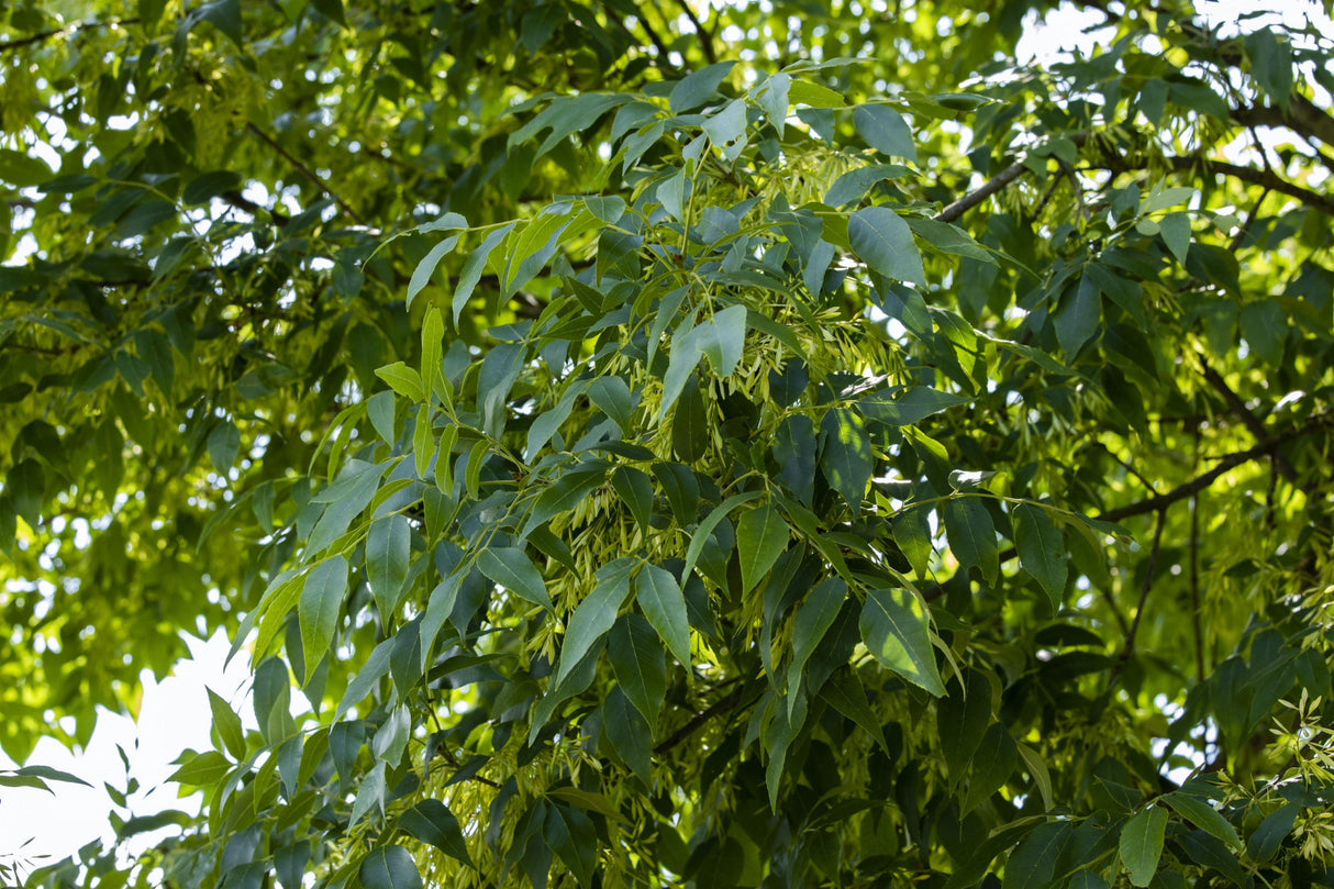 Fraxinus exc. 'Altena' mit Belaubung, erhältlich von 270-330 bis 450-650 cm; Einsatz: ;;ab 178,00 Euro