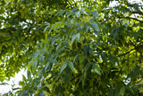 Fraxinus exc. 'Altena' mit Belaubung, erhältlich von 270-330 bis 450-650 cm; Einsatz: ;;ab 178,00 Euro