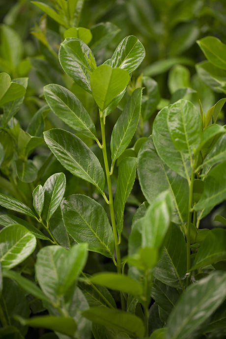 Prunus lauroc. 'Rotundifolia' , erhältlich von 20-30 bis 150-175 cm;;ab 10,00 Euro