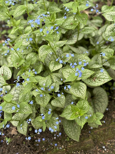 Herzblättrige Brunnera mit Blüte; Einsatz: Gehölzrandpflegeleicht;;günstig mit Qualität