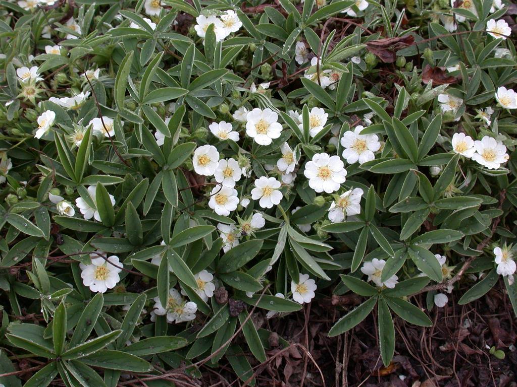 Potentilla alba mit Blüte; Einsatz: ;;ab 5,30 Euro