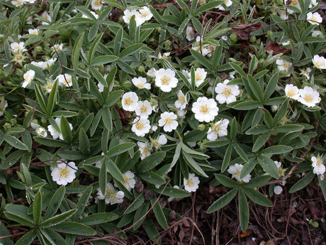 Potentilla alba mit Blüte; Einsatz: ;;ab 5,30 Euro