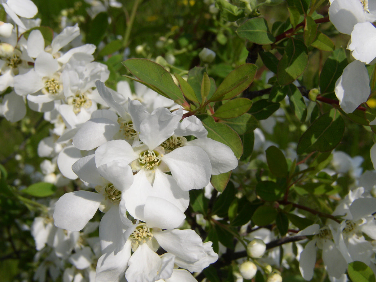 perlschnurstrauch mit Blüte, erhältlich als: Solitär; Einsatz: Zierstrauchpflegeleicht;;günstig mit Qualität