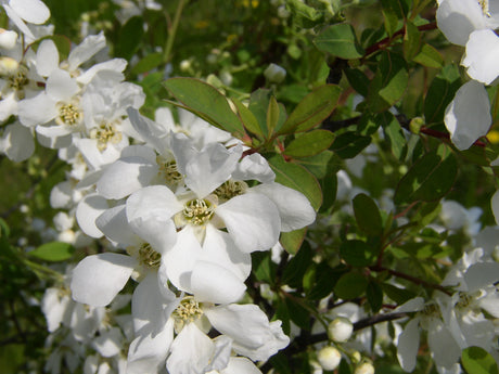 perlschnurstrauch; hier mit Blüte; bienenfreundlich; Einsatzmöglichkeit z.B. : Hecke;;günstig mit Qualität