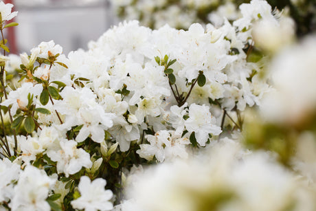 Rhododendron obt. 'Schneesturm' mit Blüte, erhältlich von 25-30 bis 30-40 cm; Einsatz: ;;ab 19,80 Euro