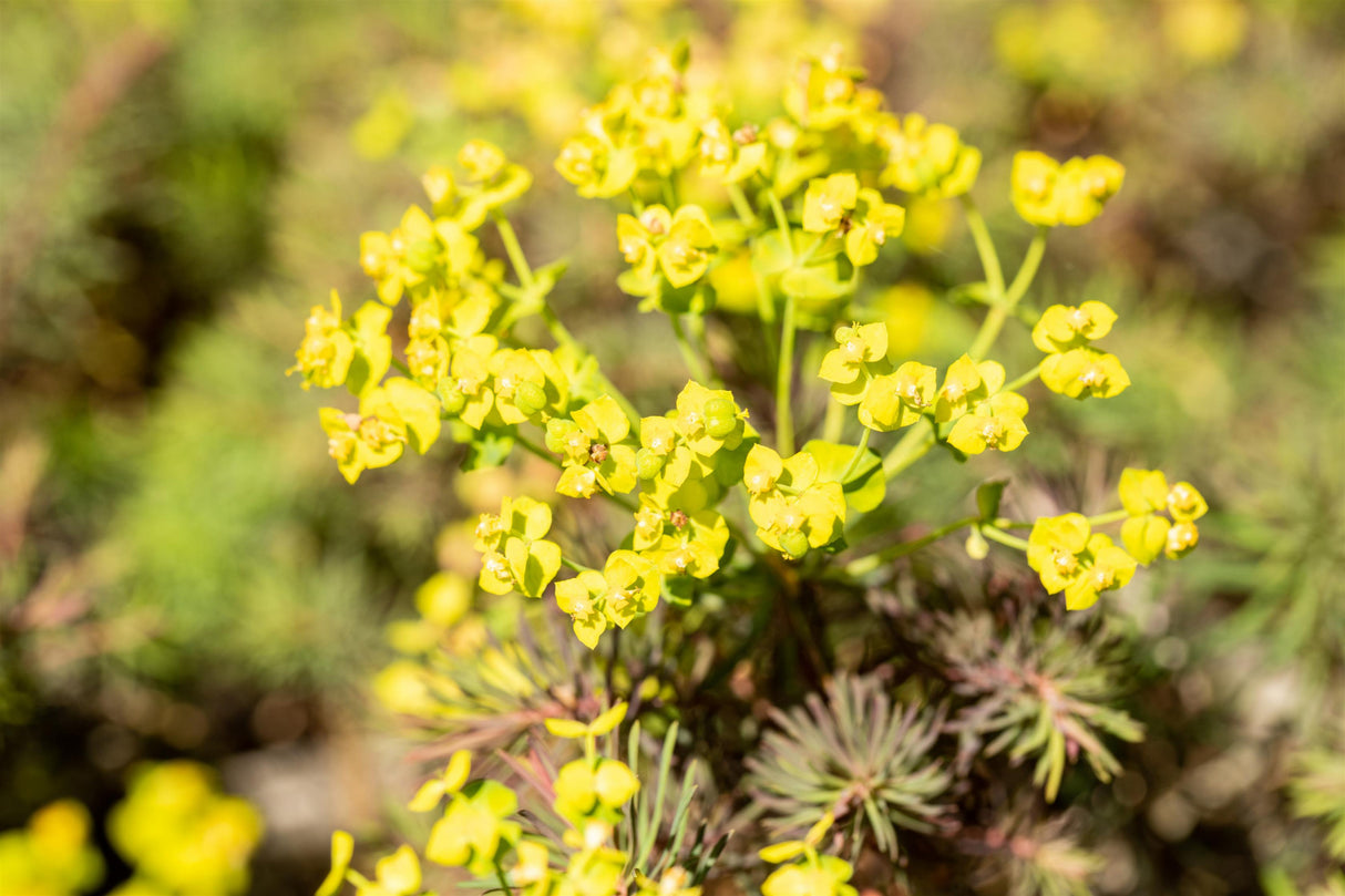 Euphorbia cyparissias 'Fens Ruby' mit Blüte; Einsatz: ;;ab 4,65 Euro