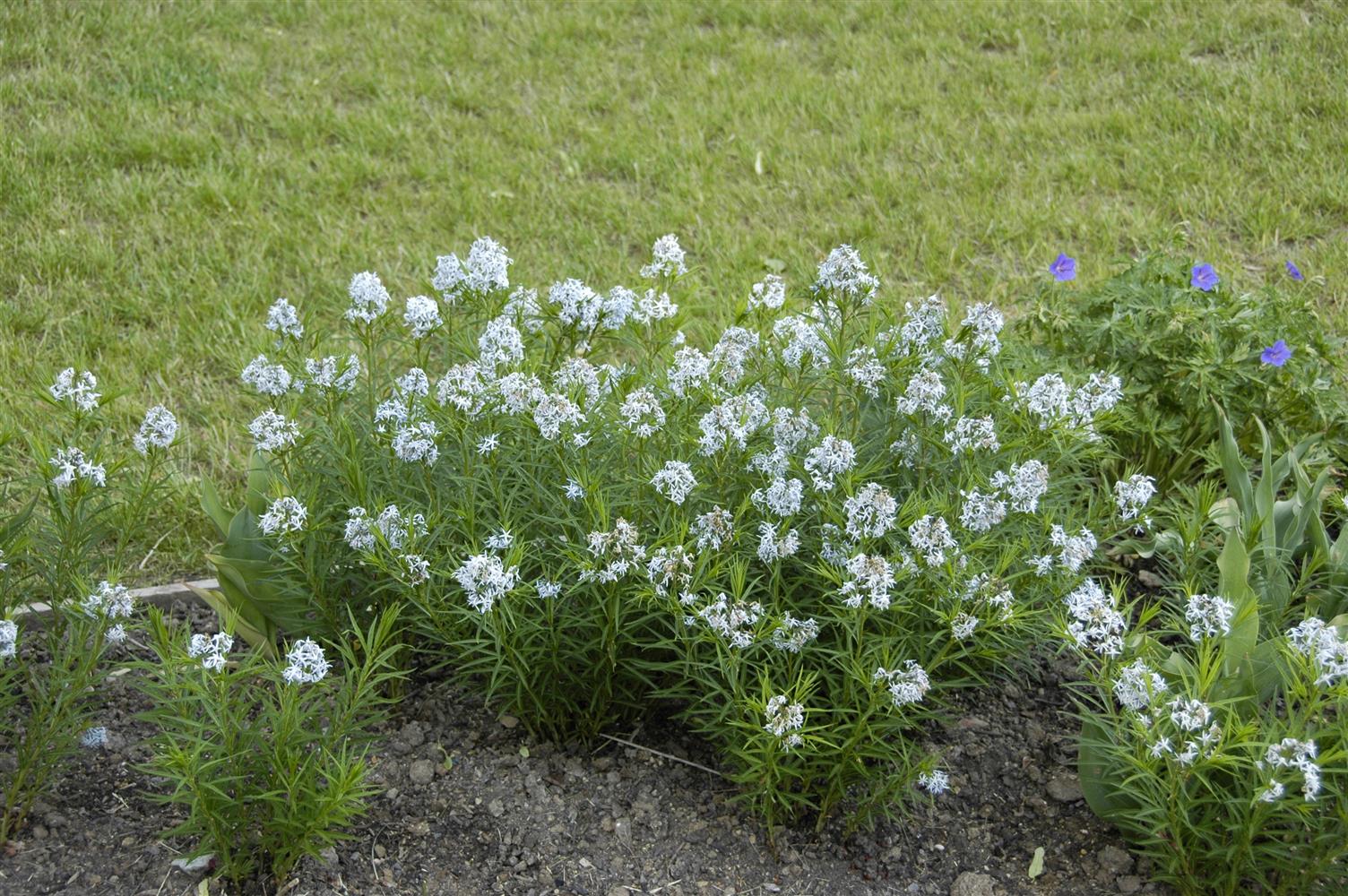 Amsonia hubrichtii (Hubrichts Röhrenstern)