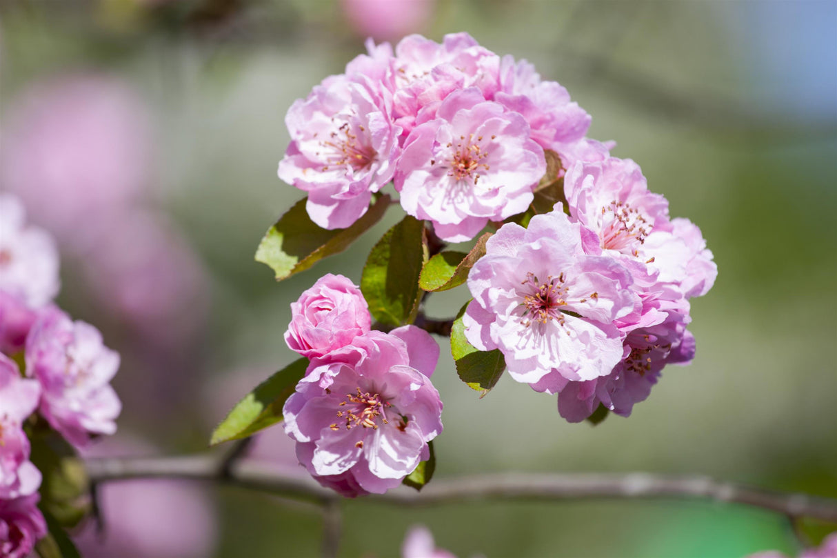 Malus 'Brandy Magic' mit Blüte, erhältlich von 60-100 bis 450-650 cm; Einsatz: ;;ab 16,60 Euro