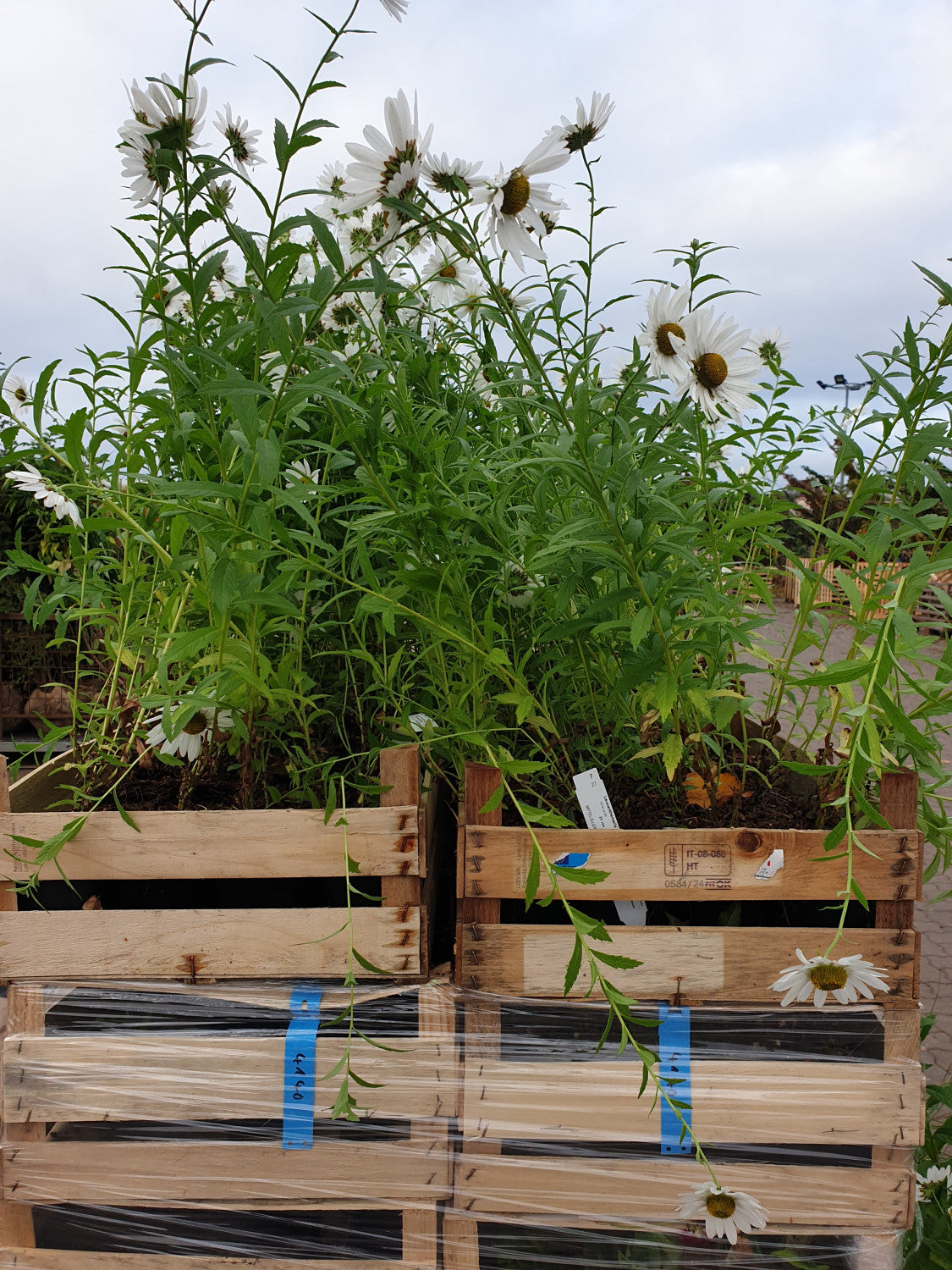 Synonym (alte Bezeichnung): Chrysanthemum serotinum; vorbereitet für Versand; lange Blütezeit; Einsatzmöglichkeit z.B. : Flächenbegrünung;;mit zeitnaher Lieferung