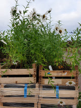 Synonym (alte Bezeichnung): Chrysanthemum serotinum; vorbereitet für Versand; lange Blütezeit; Einsatzmöglichkeit z.B. : Flächenbegrünung;;mit zeitnaher Lieferung