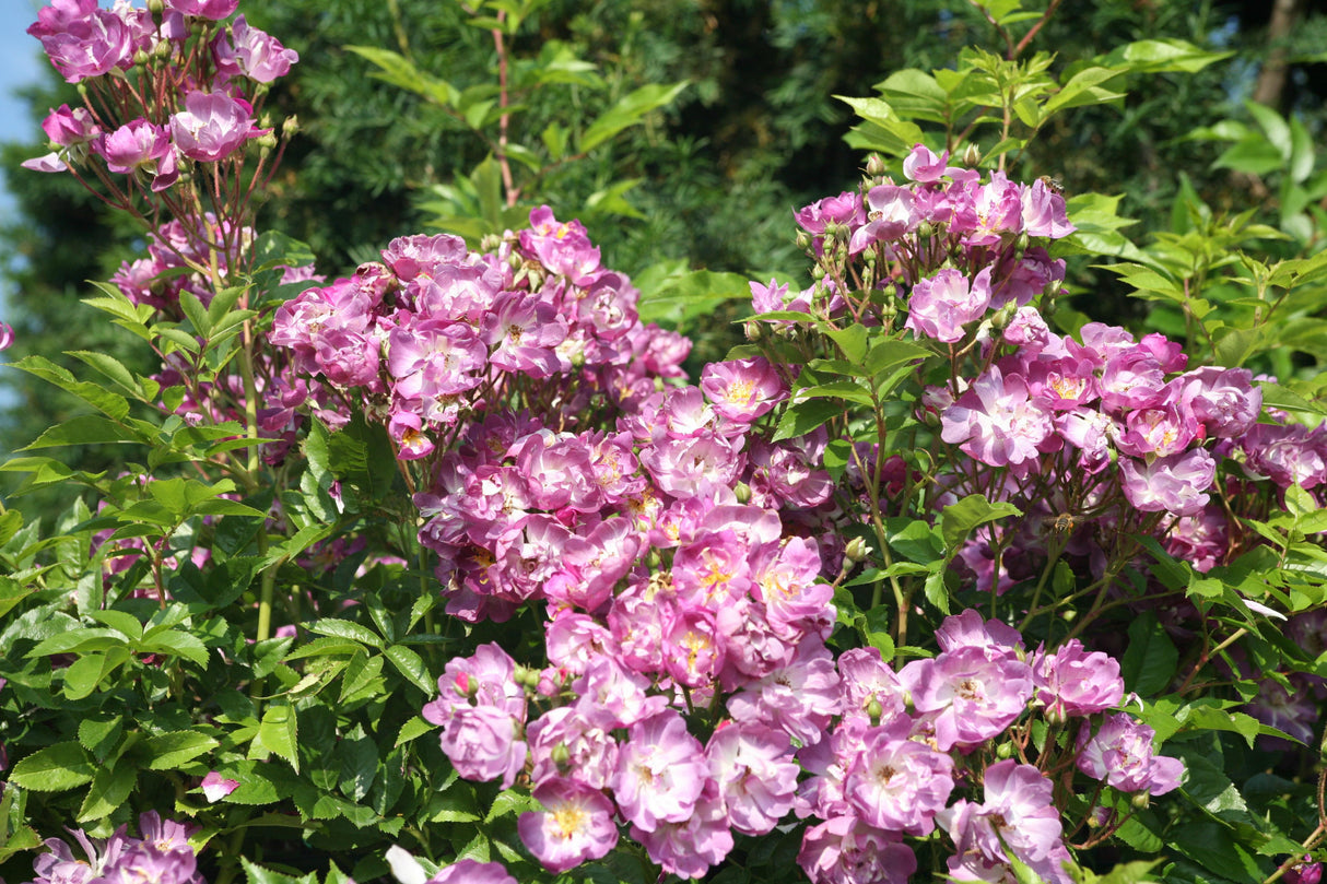 Rosa 'Veilchenblau' KL mit Blüte; Einsatz: ;;ab 11,80 Euro