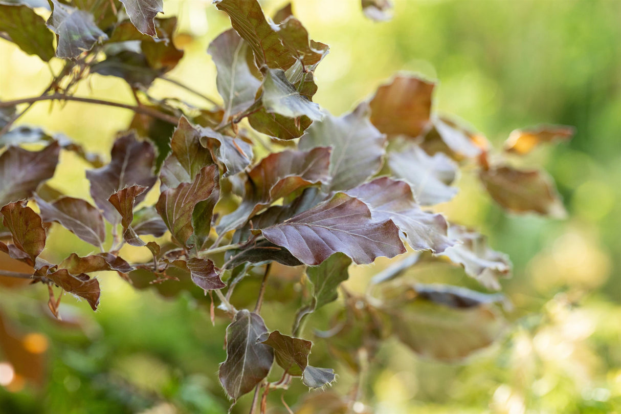 Synonym (alte Bezeichnung): Fagus sylvatica 'Purpurea' mit Sommerbelaubung; Einsatz: Parkanlagenvielseitig einsetzbar;;mit zeitnaher Lieferung