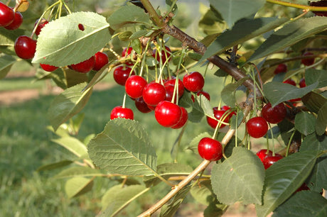 Prunus cer. 'Topas' mit Früchten, erhältlich von 150-200 bis 450-650 cm; Einsatz: ;;ab 35,60 Euro