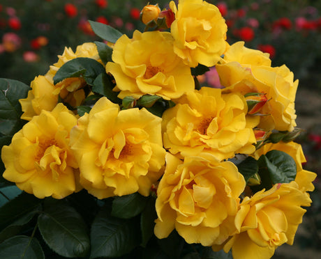 Rosa 'Stuttgardia' BT mit Blüte; Einsatz: ;;ab 9,50 Euro