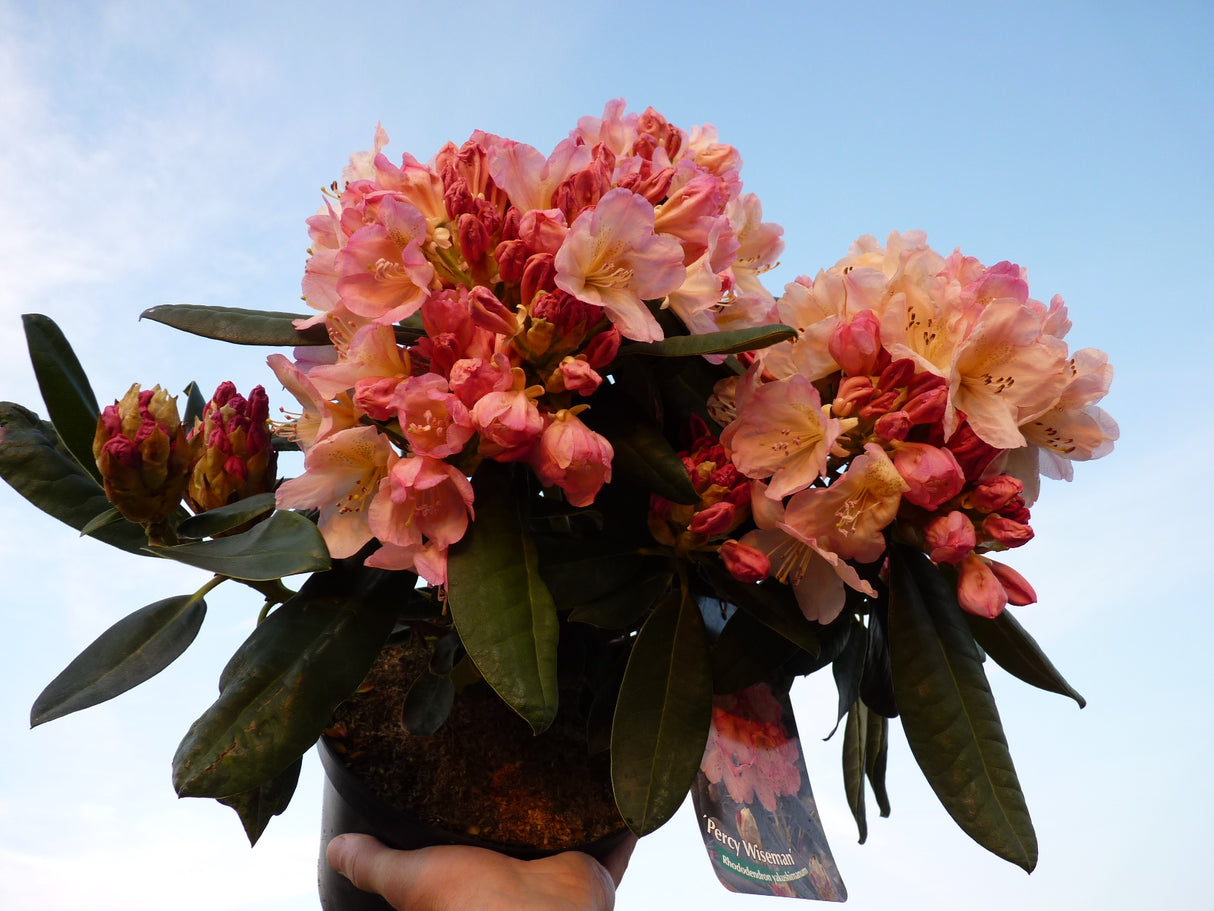 Rhododendron yak. 'Percy Wiseman' im Topf, erhältlich als: ; Einsatz: Heckenpflanzeattraktive Blüten;;günstig mit Qualität