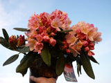 Rhododendron yak. 'Percy Wiseman' im Topf, erhältlich als: ; Einsatz: Heckenpflanzeattraktive Blüten;;günstig mit Qualität