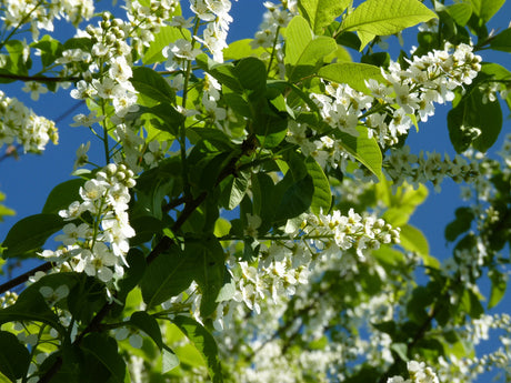 Prunus padus; hier mit Blüte; geeignet für feuchte Lagen; Einsatzmöglichkeit z.B. : Gruppenpflanzung;;ab 2,72 Euro