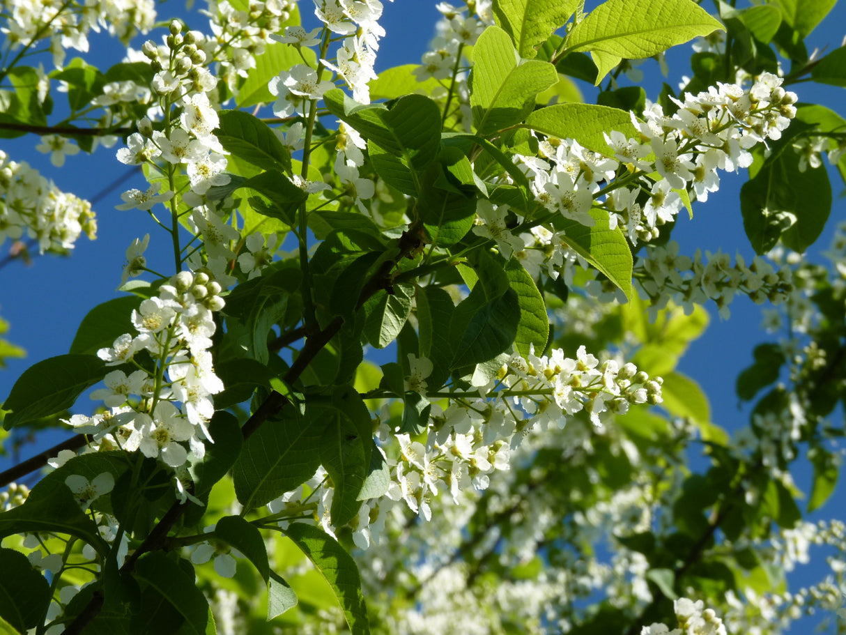 Prunus padus VkG 1 mit Blüte; Einsatz: ;;ab 2,56 Euro
