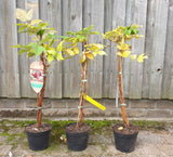 Himbeere 'Himbotop'; hier im Topf; ertragreich; Einsatzmöglichkeit z.B. : Naschstrauch;;hier kaufen