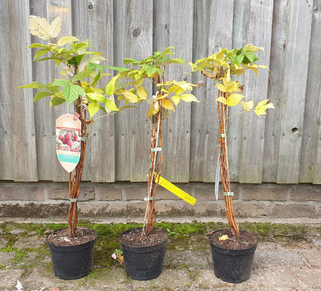 Himbeere 'Himbotop'; hier im Topf; ertragreich; Einsatzmöglichkeit z.B. : Naschstrauch;;hier kaufen