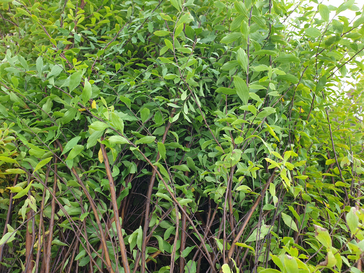 Spiraea bridalwreath; hier mit Herbstlaub; bienenfreundlich; Einsatzmöglichkeit z.B. : Heckenpflanze;;günstig mit Qualität