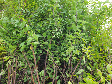 Spiraea bridalwreath; hier mit Herbstlaub; bienenfreundlich; Einsatzmöglichkeit z.B. : Heckenpflanze;;günstig mit Qualität