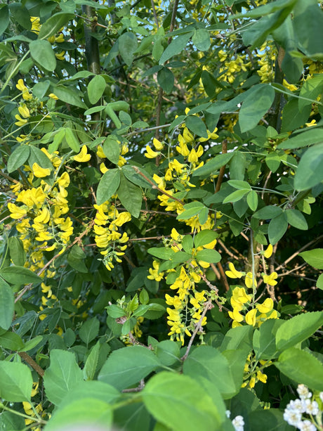 Laburnum watereri 'Vossii' mit Blüte, erhältlich von 60-100 bis 450-650 cm; Einsatz: ;;ab 20,50 Euro