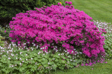 Rhododendron obt. 'Diamant Rosa' mit Blüte, erhältlich von 20-25 bis 30-40 cm; Einsatz: ;;ab 15,90 Euro