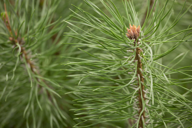 Pinus sylvestris 'Norske Typ' , erhältlich von 30-40 bis 200-225 cm;;ab 0,31 Euro