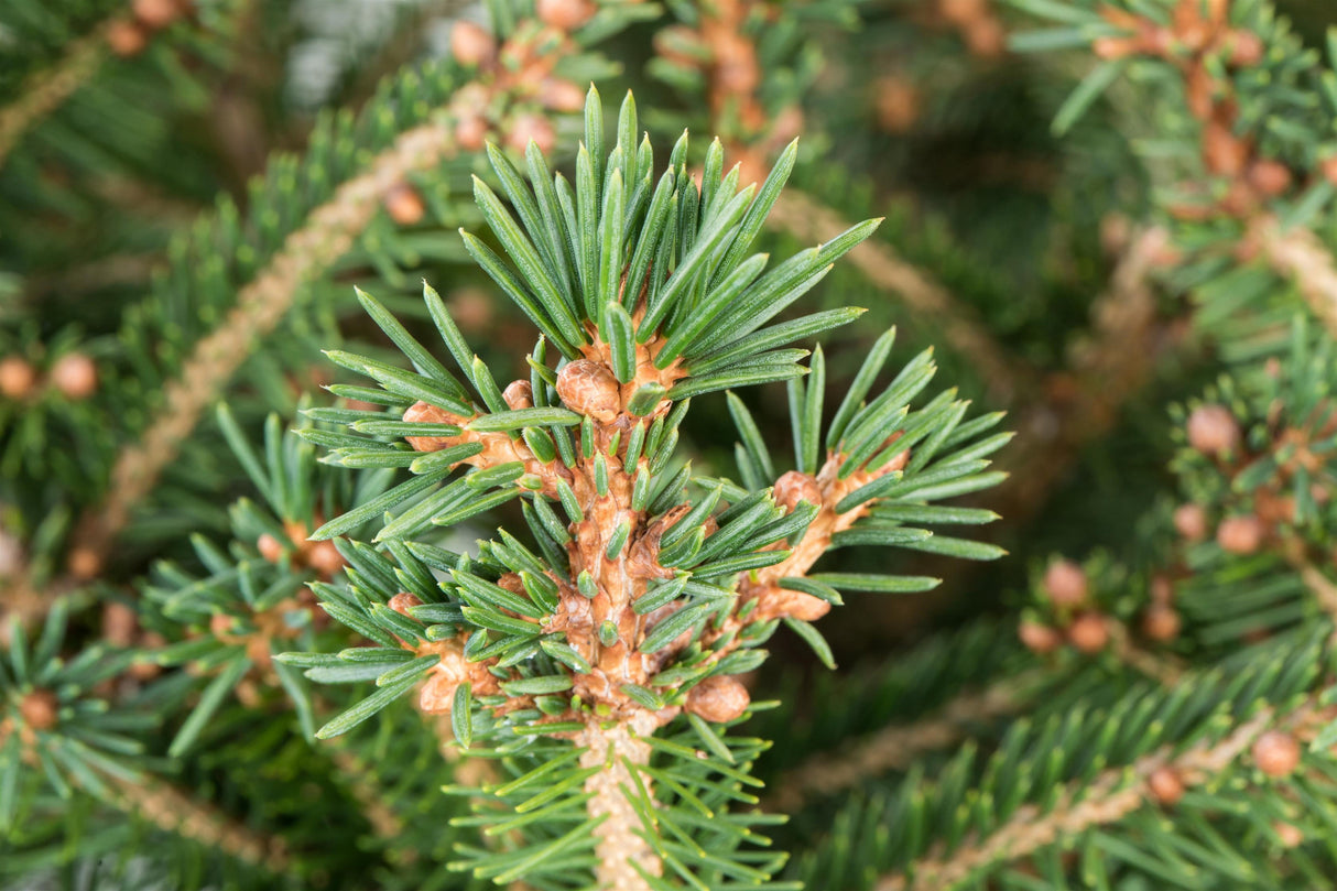 Synonym (alte Bezeichnung): Picea excelsa mit Sommerbelaubung; Einsatz: ;;ab 0,13 Euro