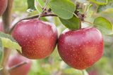 Malus 'Jonagold' mit Früchten, erhältlich als: Hochstamm, Halbstamm, Spalier, Busch; Einsatz: Streuobstwiesehoher Ertrag;;günstig mit Qualität