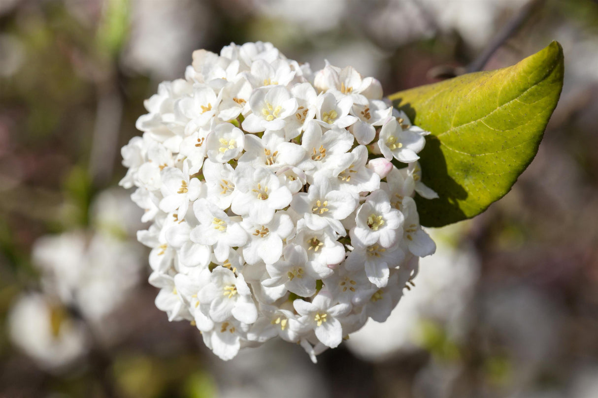 Viburnum carlesii 'Aurora' mit Blüte, erhältlich von 40-60 bis 100-125 cm; Einsatz: ;;ab 46,00 Euro