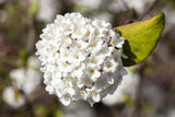 Viburnum carlesii 'Aurora'; hier mit Blüte; duftend; Einsatzmöglichkeit z.B. : Kübelbepflanzung; verfügbar in 4 Größen und Varianten;;ab 62,10 Euro