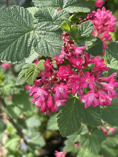 Ribes sanguineum 'Atrorubens' mit Blüte, erhältlich von 40-60 bis 200-250 cm; Einsatz: ;;ab 5,25 Euro