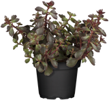 Sedum spurium 'Schorbuser Blut'; schneckensicher (schneckenresistent);;ab 0,00 Euro