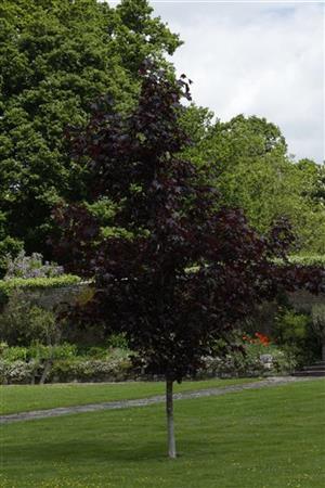 Acer platanoides 'Crimson King' in Einzelansicht, erhältlich von 270-330 bis 450-650 cm; Einsatz: ;;ab 387,00 Euro