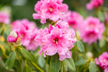 Rhododendron discolor mit Blüte, erhältlich von 30-40 bis 50-60 cm; Einsatz: ;;ab 38,50 Euro