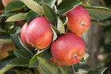 Malus 'Braeburn'; mit Früchten/Fruchtbehang; mittelgroße Früchte; Einsatzmöglichkeit z.B. : Obstbaum; verfügbar in 18 Größen und Varianten;;ab 48,10 Euro