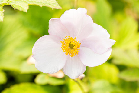 Anemone tomentosa 'Robustissima' mit Blüte; Einsatz: ;;ab 4,85 Euro