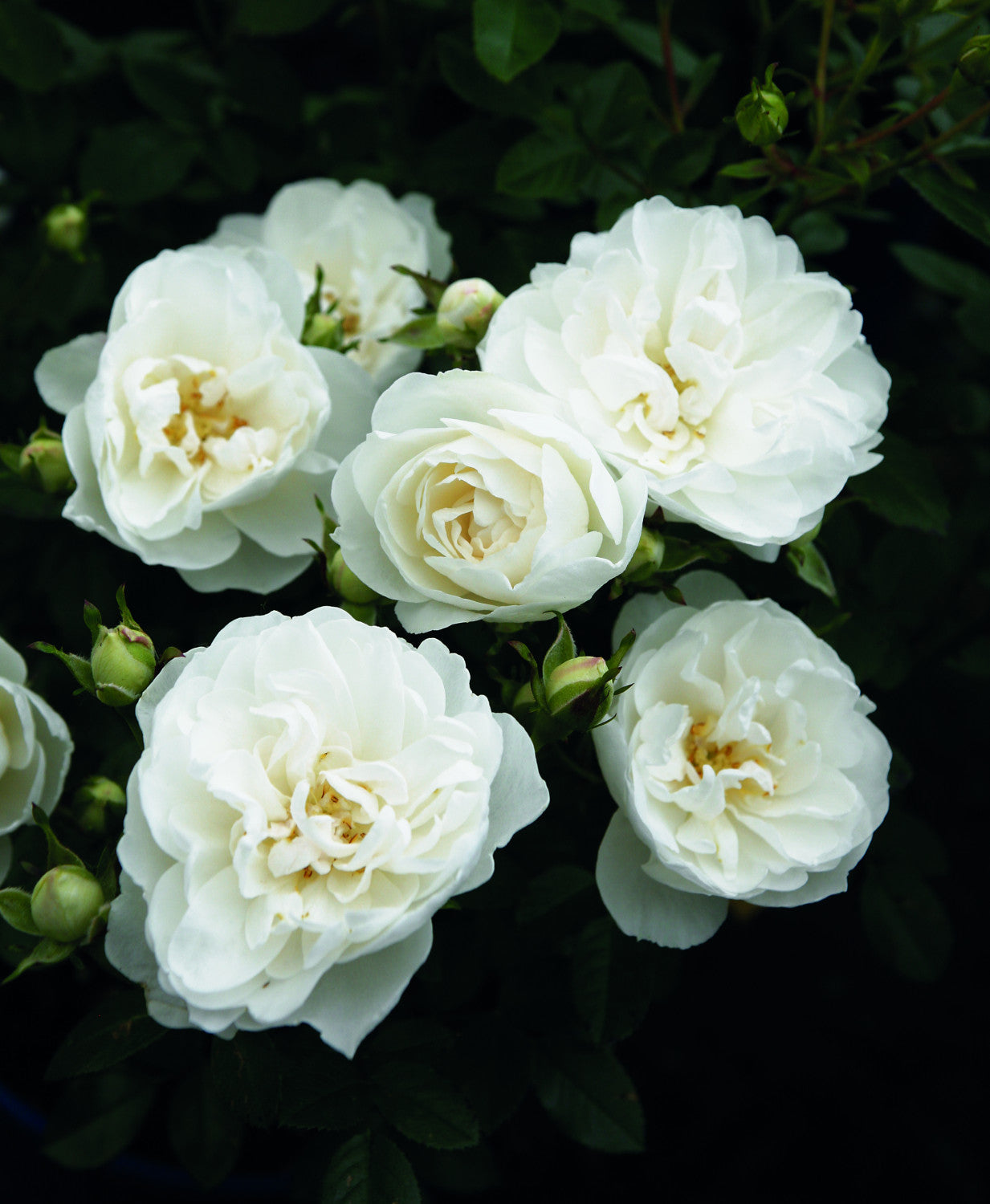 Rosa 'White Babyflor' Z (Zwergrose 'White Babyflor')