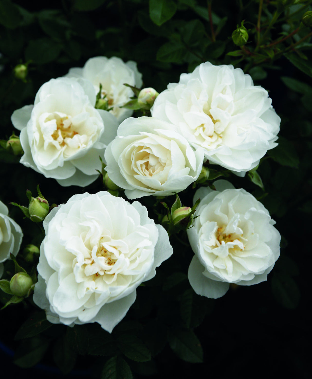 Rosa 'White Babyflor' Z mit Blüte; Einsatz: ;;ab 8,10 Euro