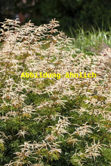 Genaues Foto für Aruncus aethusifolius folgt; dieses ähnliche Bild dient der Illustration von Zwerg-Geißbart