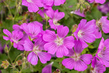 Geranium gracile 'Sirak'; schneckensicher (schneckenresistent);;ab 0,00 Euro